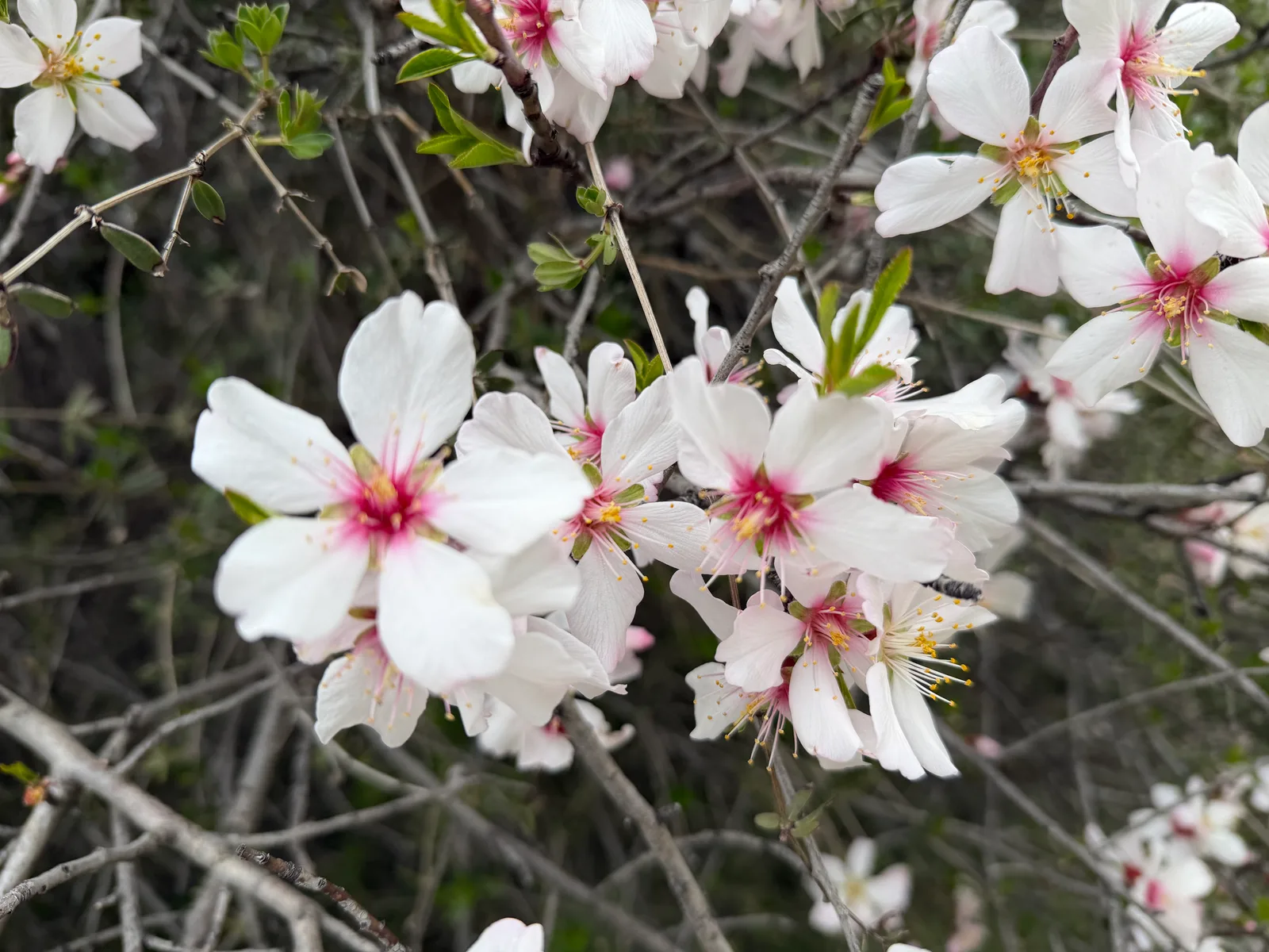 Peléndri, Cyprus — 1 March 2026