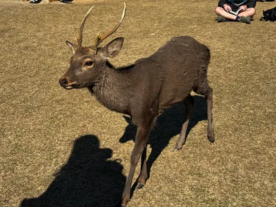 Nara-shi, Japan — 25 November 2024