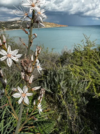Pissoúri, Cyprus — 17 February 2024