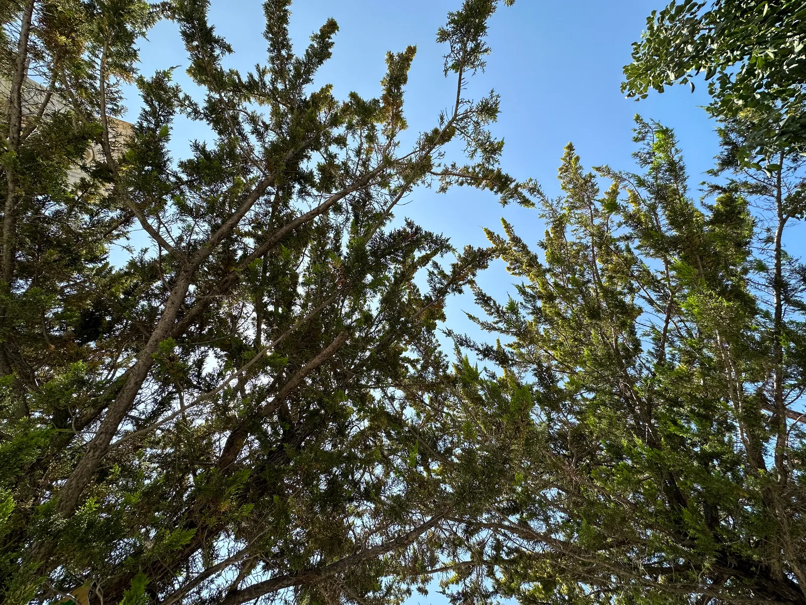 Peléndri, Cyprus — 14 May 2023