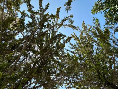 Peléndri, Cyprus — 14 May 2023