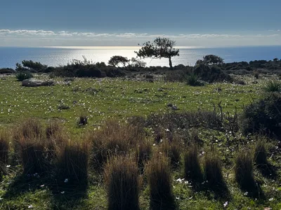 Pissoúri, Cyprus — 18 January 2025