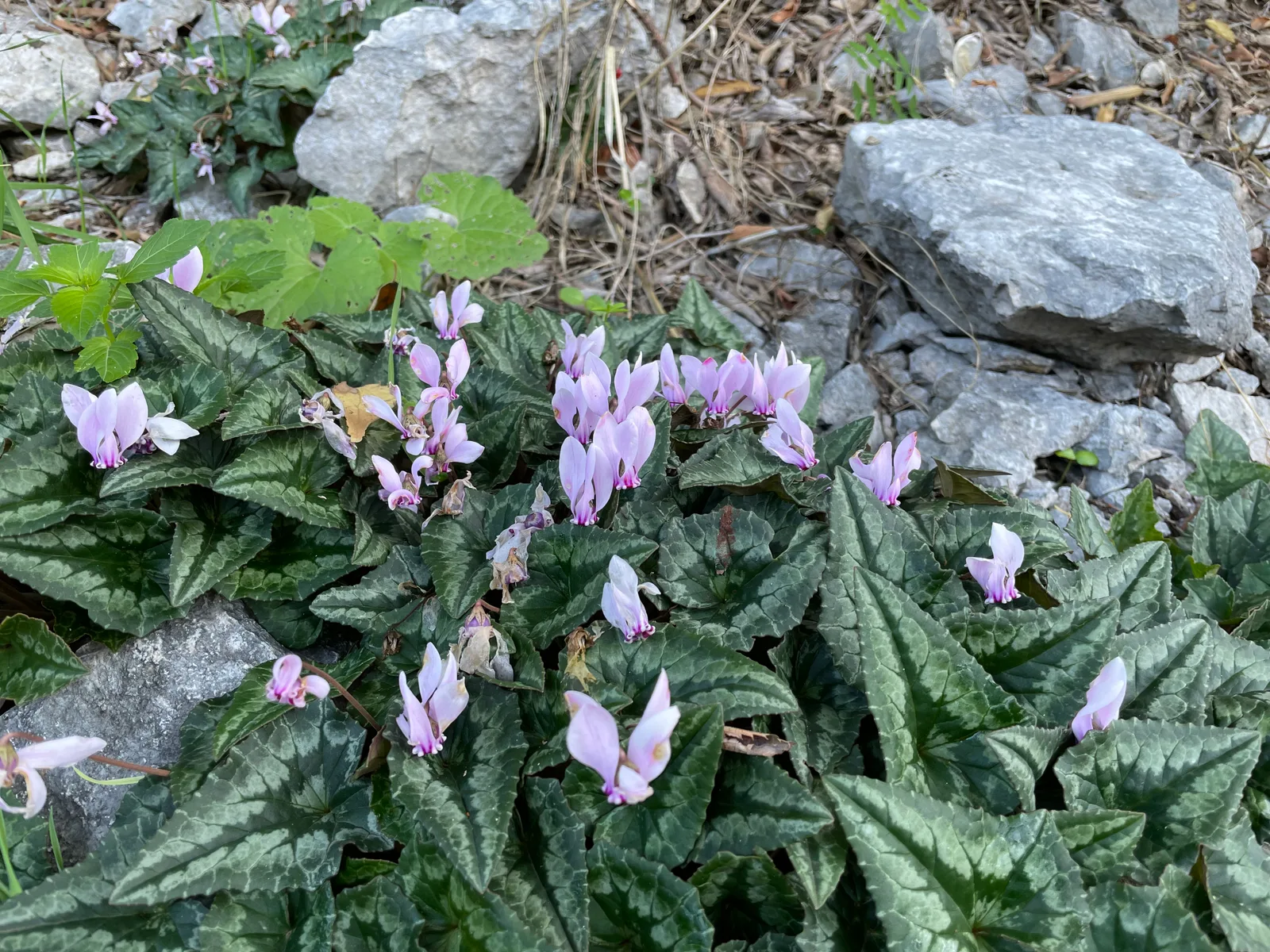 Kotor, Montenegro — 13 November 2021