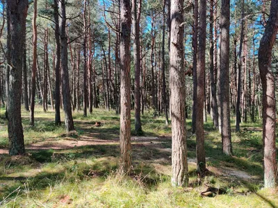 Nida, Lithuania — 18 July 2020