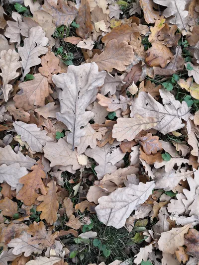 Avtovo, Russia — 20 October 2018