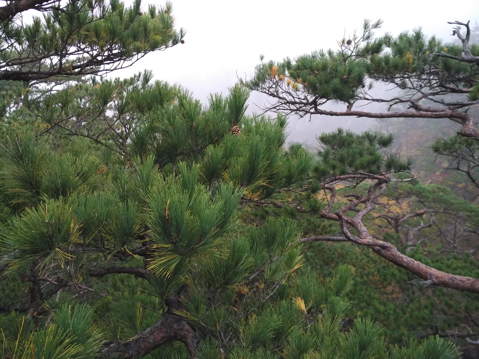 Sokcho, South Korea — 20 October 2016