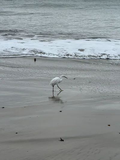 Santa Cruz, United States — 21 October 2025