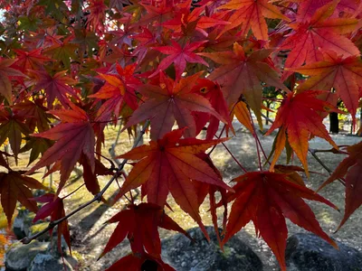 Nara-shi, Japan — 25 November 2024