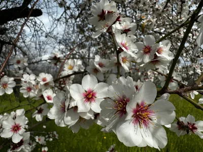 Peléndri, Cyprus — 3 March 2024