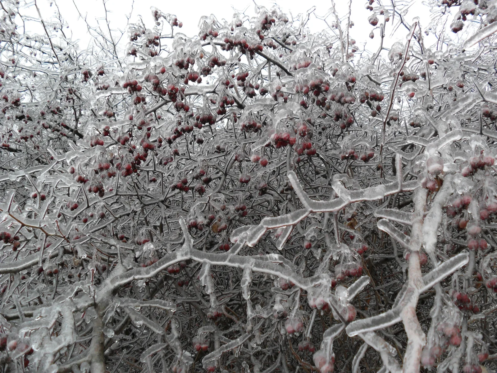 Photo from 26 December 2010