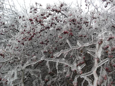 Photo from 26 December 2010