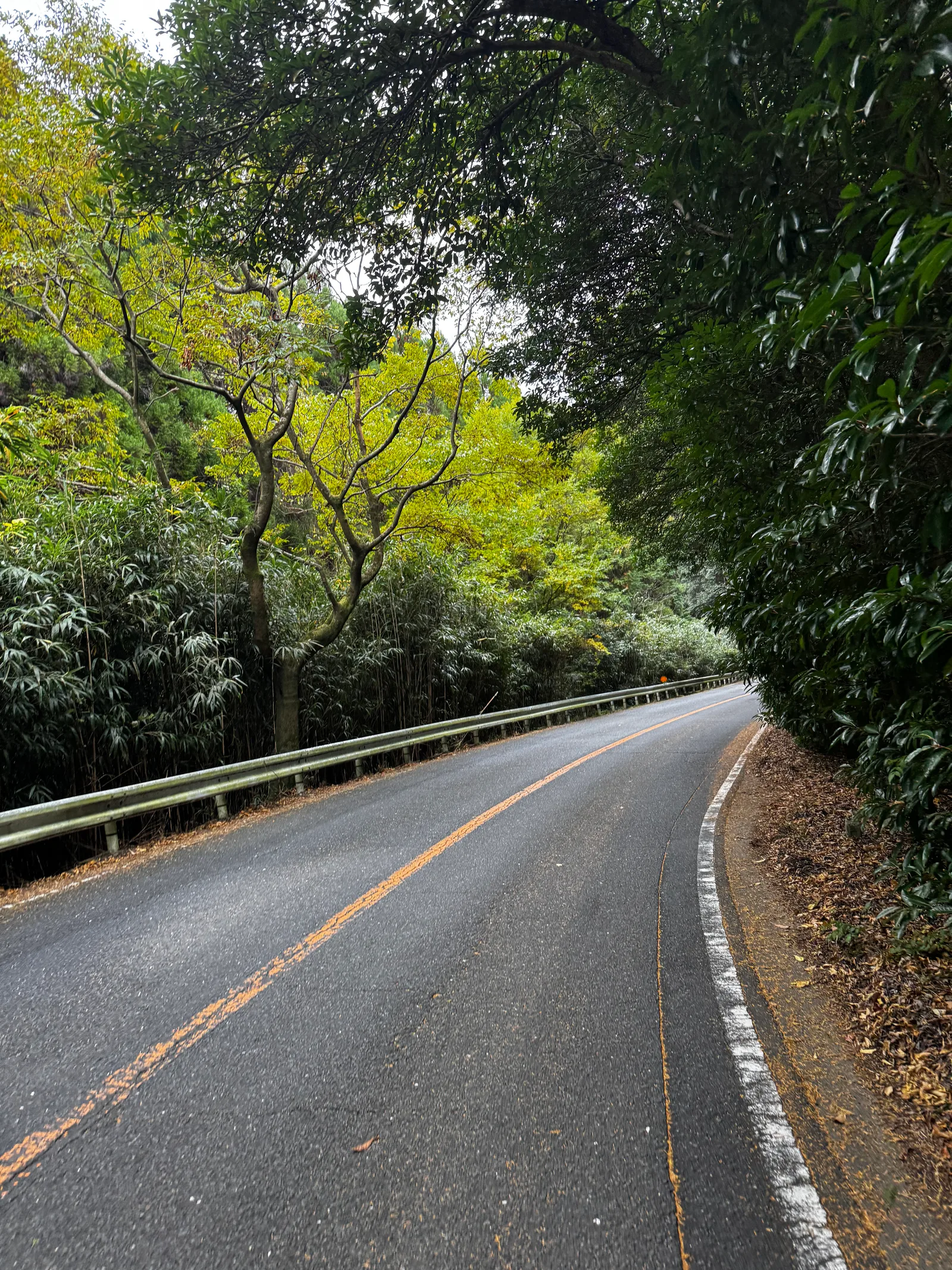 Minoh, Japan — 26 November 2024