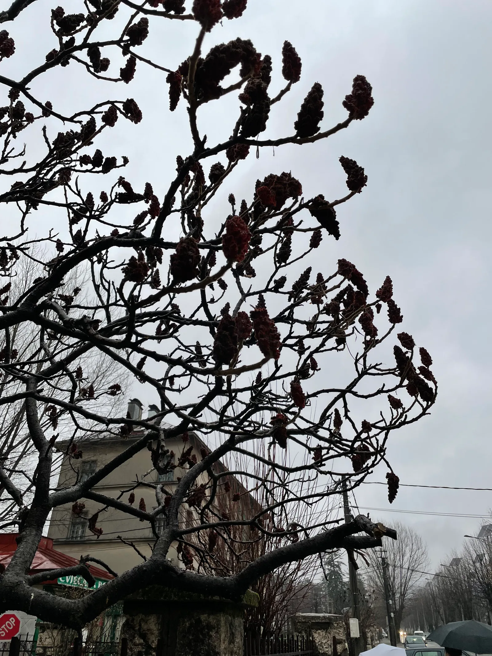 Cetinje, Montenegro — 5 January 2022