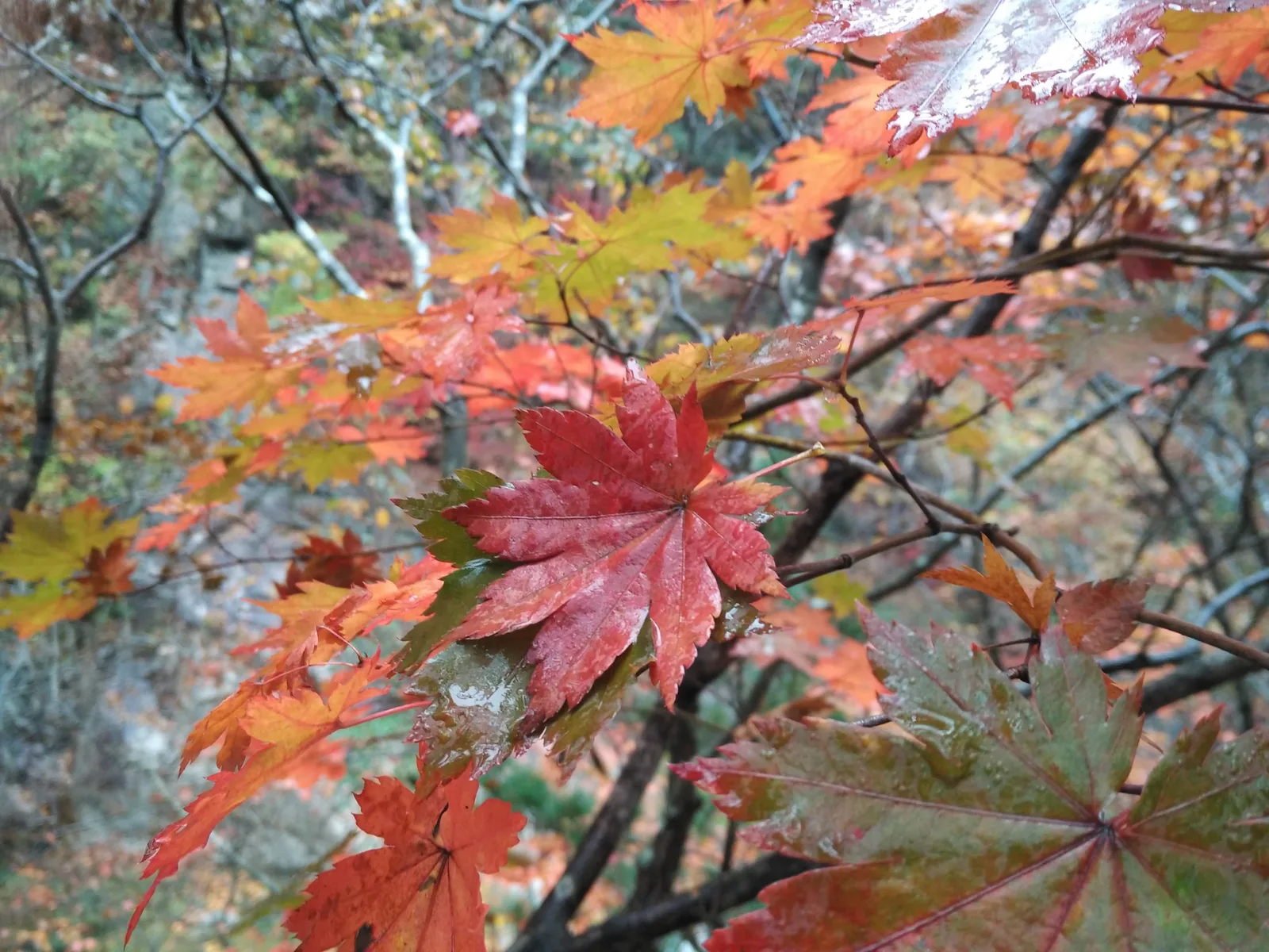 Sokcho, South Korea — 21 October 2016