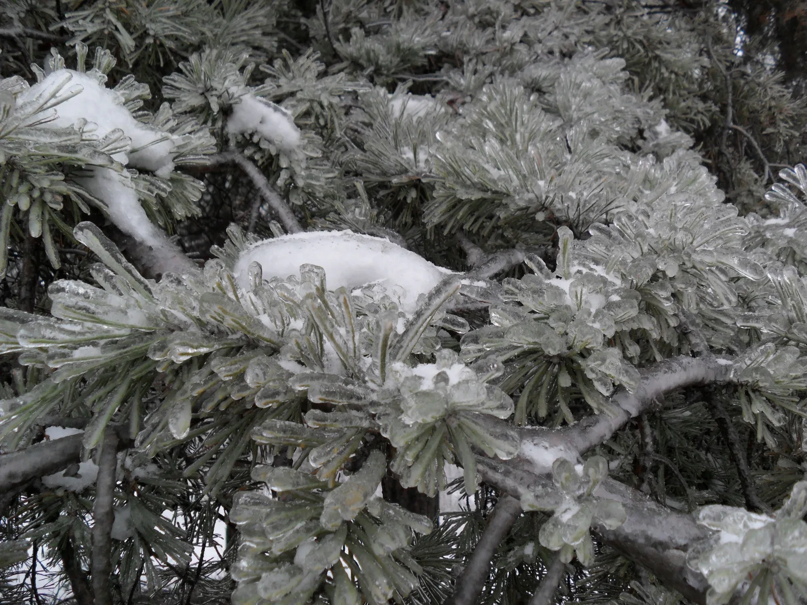 Photo from 26 December 2010