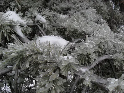Photo from 26 December 2010