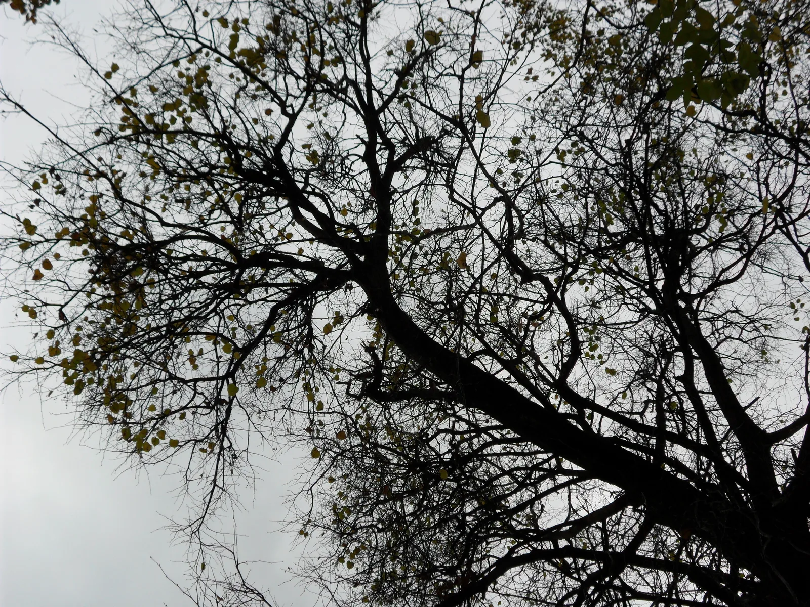 Photo from 11 October 2010