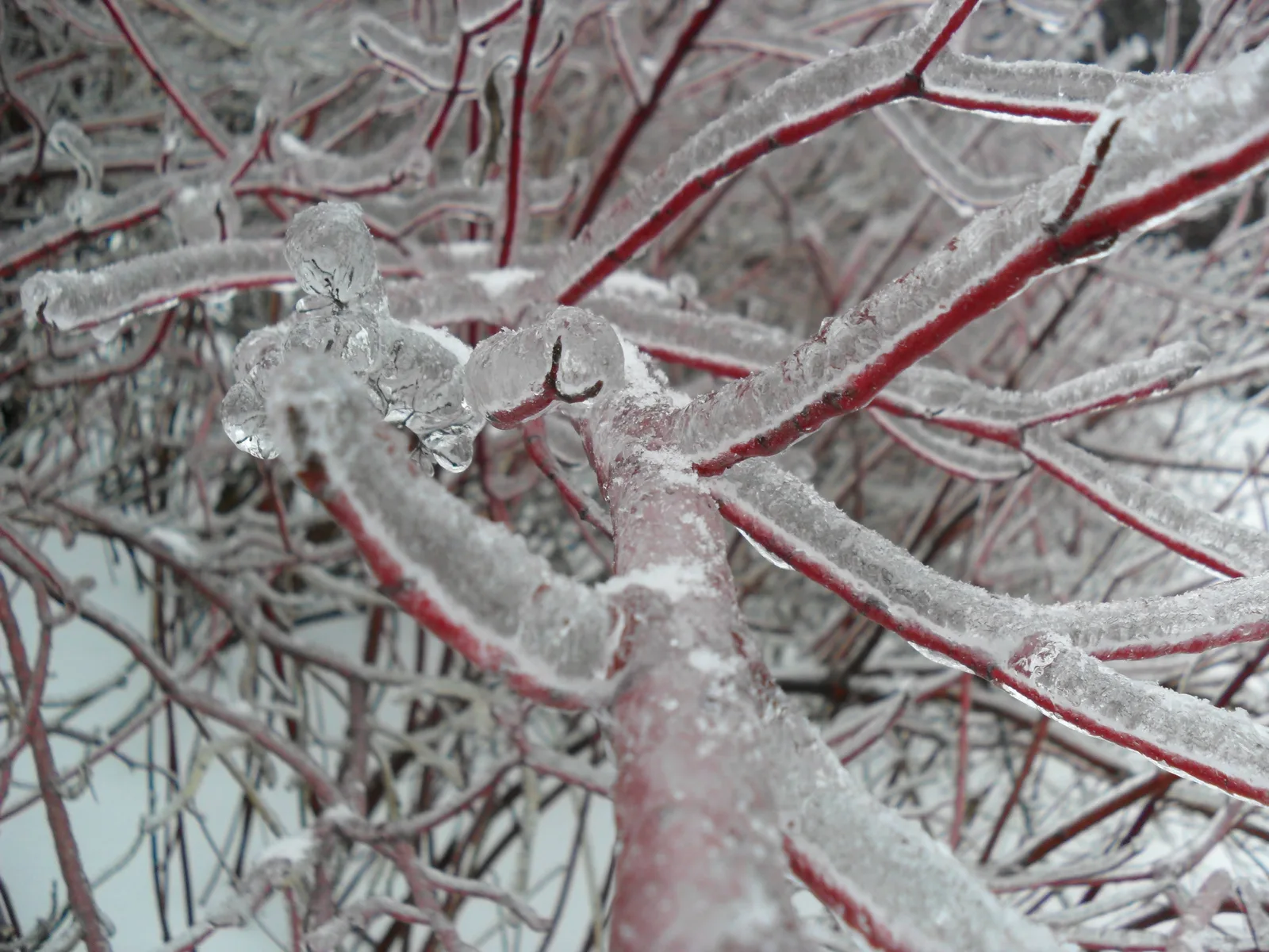Photo from 26 December 2010