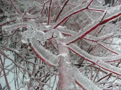 Photo from 26 December 2010