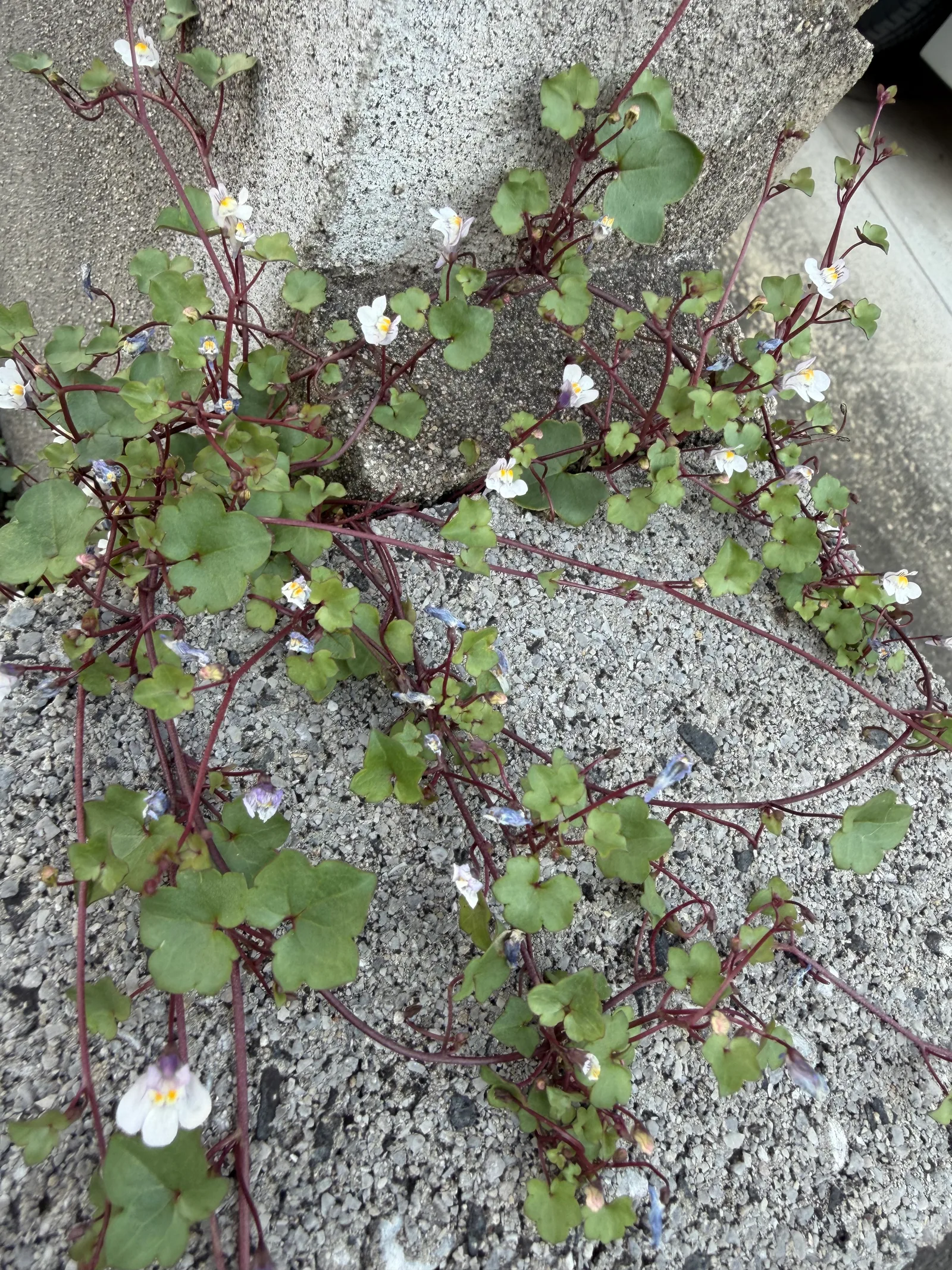 Okayama, Japan — 12 June 2026