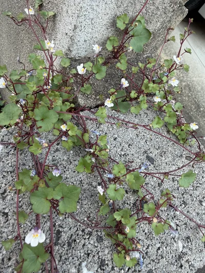 Okayama, Japan — 12 June 2026
