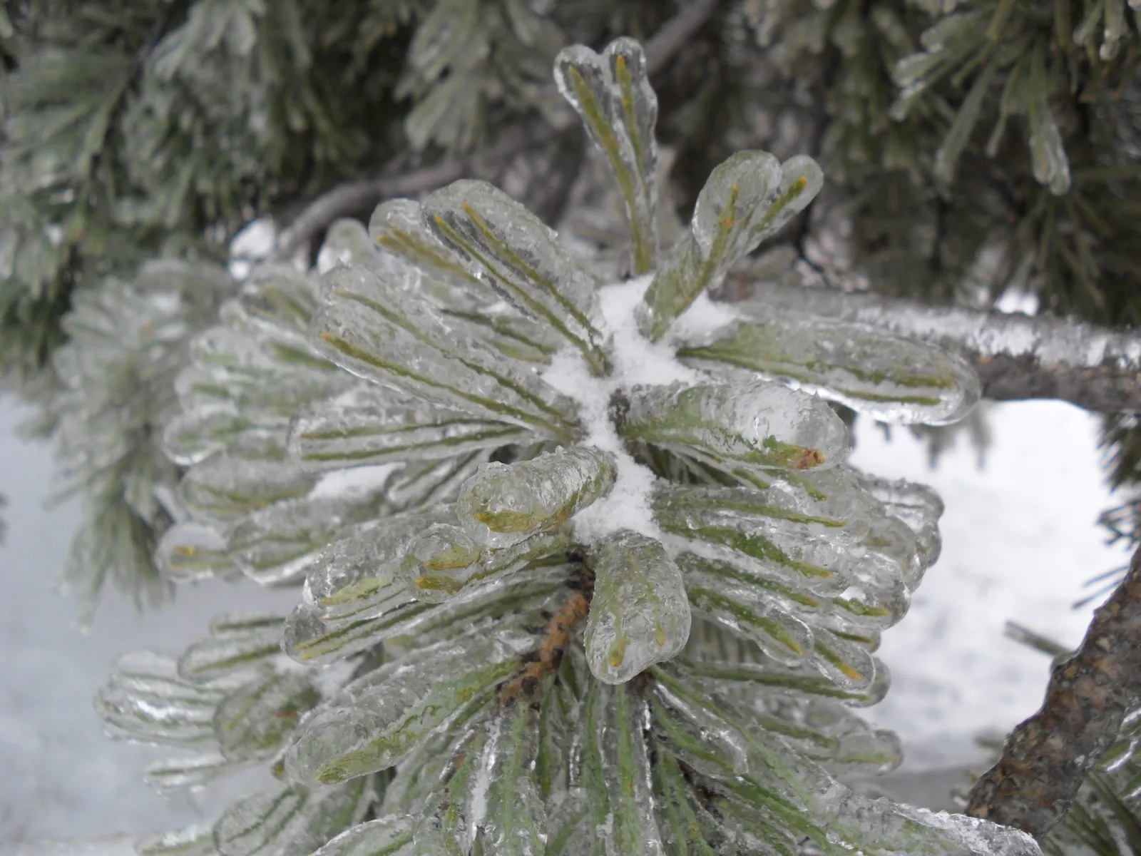Photo from 26 December 2010