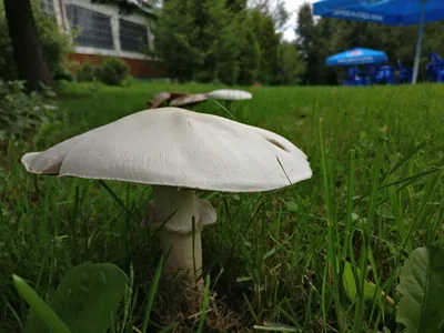 Severnyy, Russia — 8 September 2017