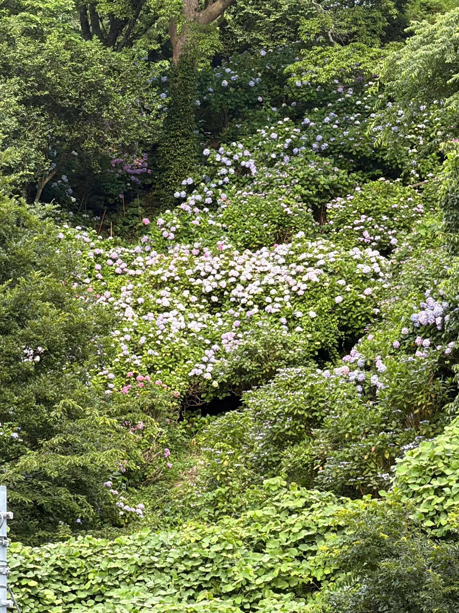 Shimoda, Japan — 19 June 2026