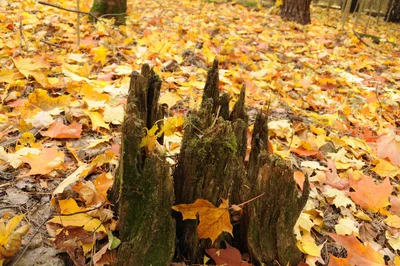 Photo from 8 October 2011