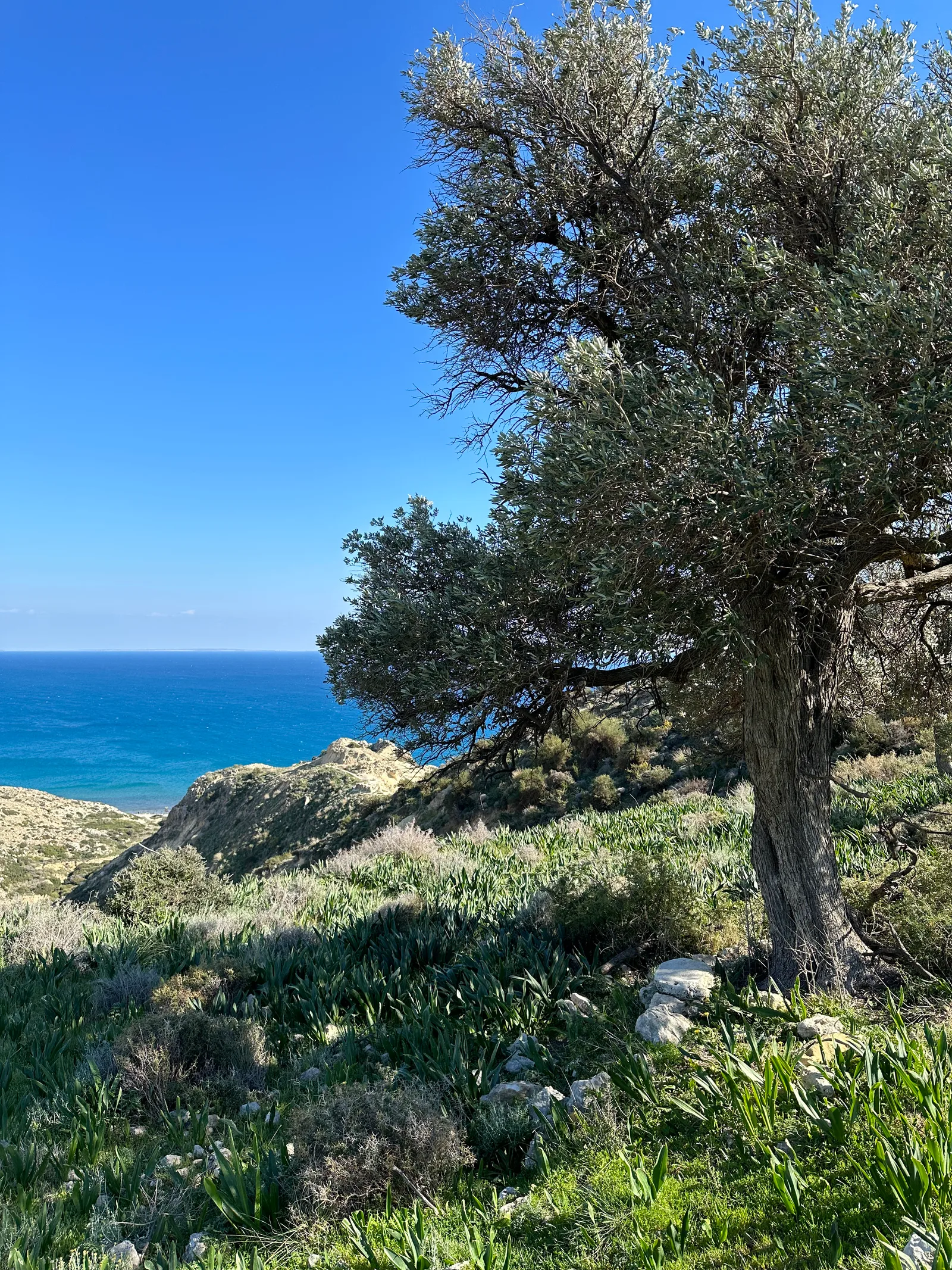 Pissoúri, Cyprus — 19 February 2023