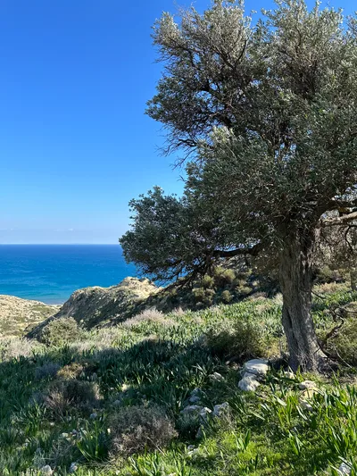 Pissoúri, Cyprus — 19 February 2023