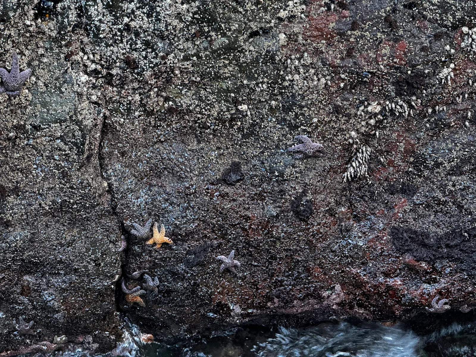 Waldport, United States — 26 August 2024