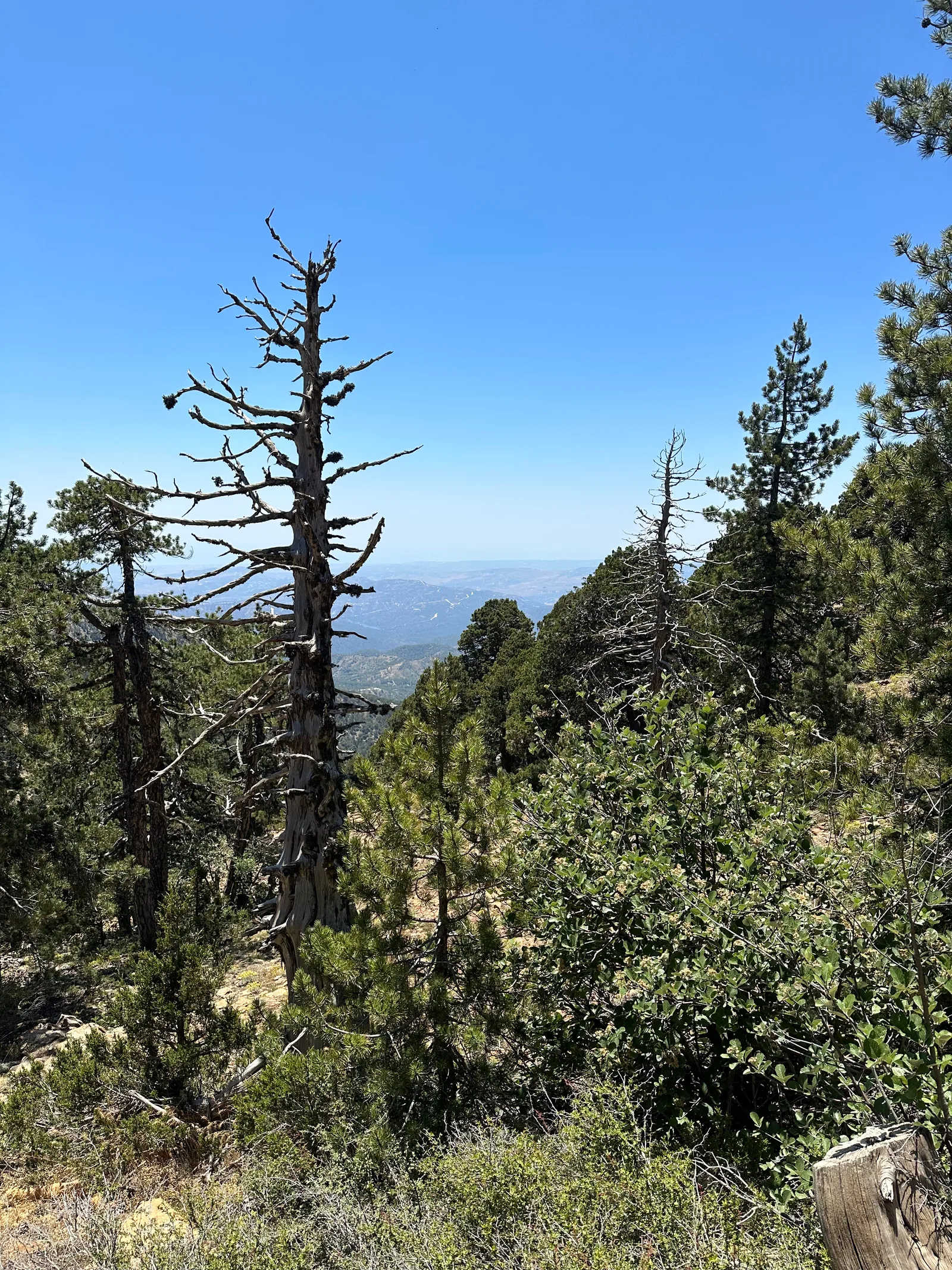 Tróodos, Cyprus — 24 June 2023