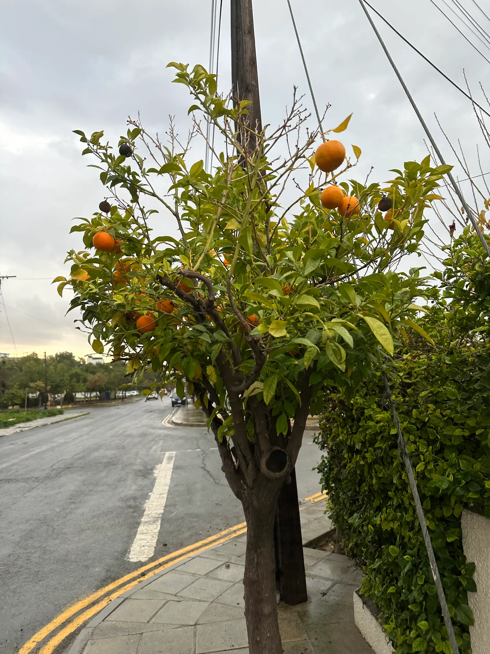 Limassol, Cyprus — 17 January 2023