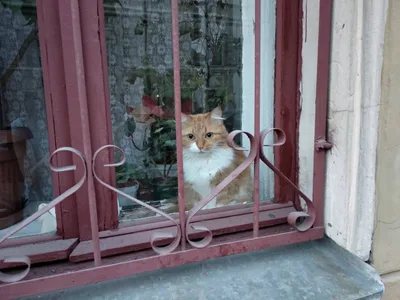 Admiralteisky, Russia — 14 May 2018