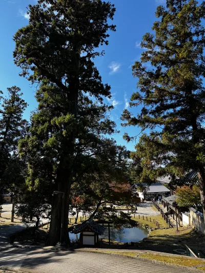 Nara-shi, Japan — 25 November 2024