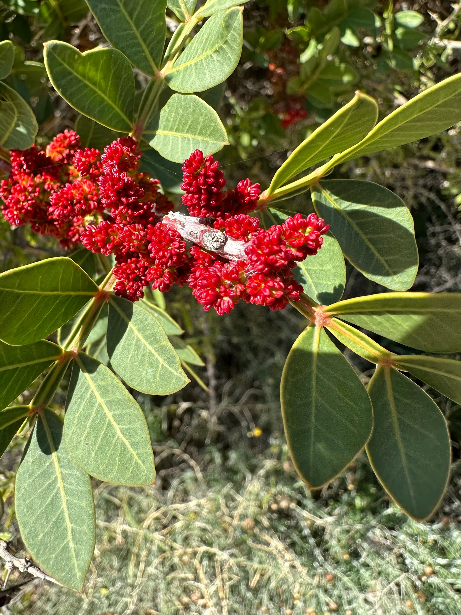 Pissoúri, Cyprus — 17 March 2023