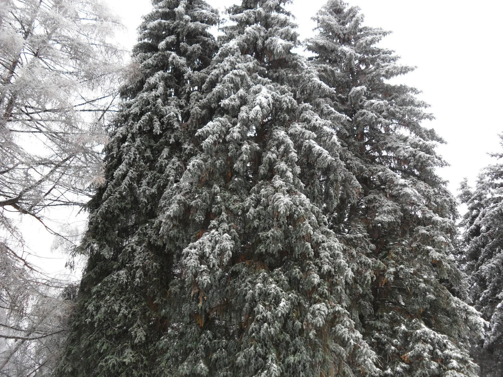 Photo from 26 December 2010