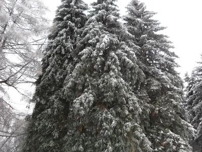 Photo from 26 December 2010