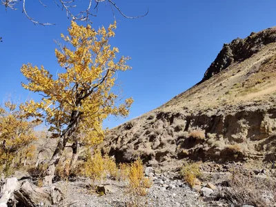 Kosh-Agach, Russia — 20 September 2020