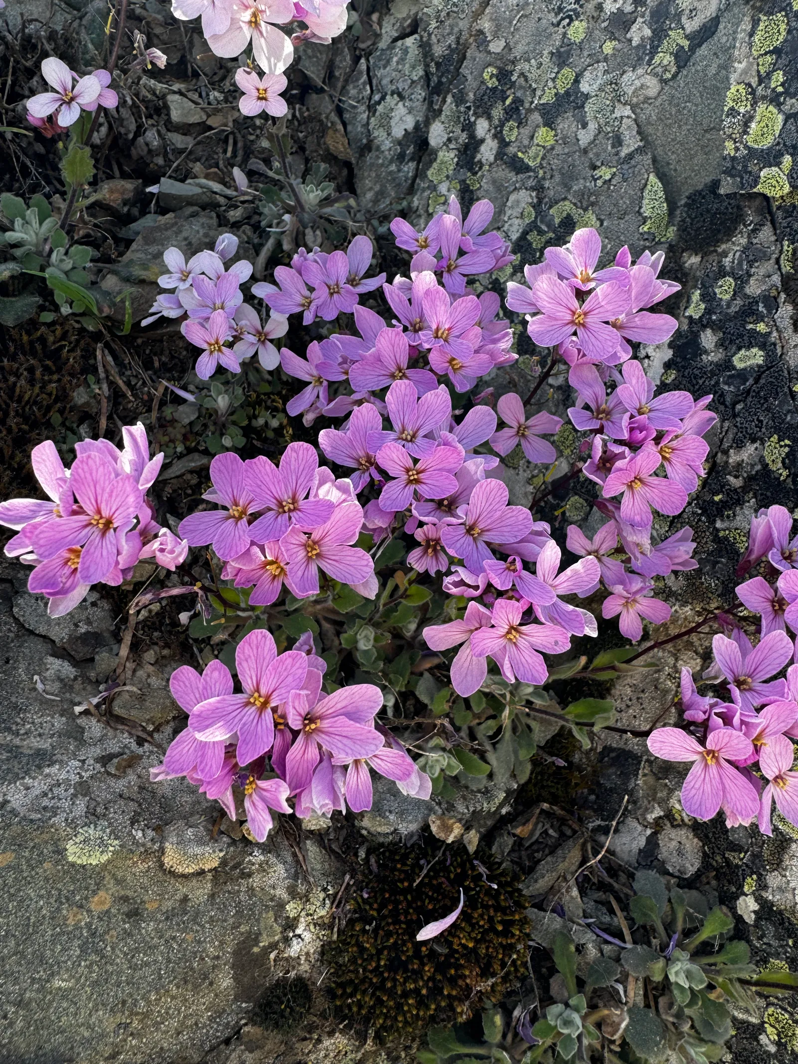Kyperoúnta, Cyprus — 31 March 2024