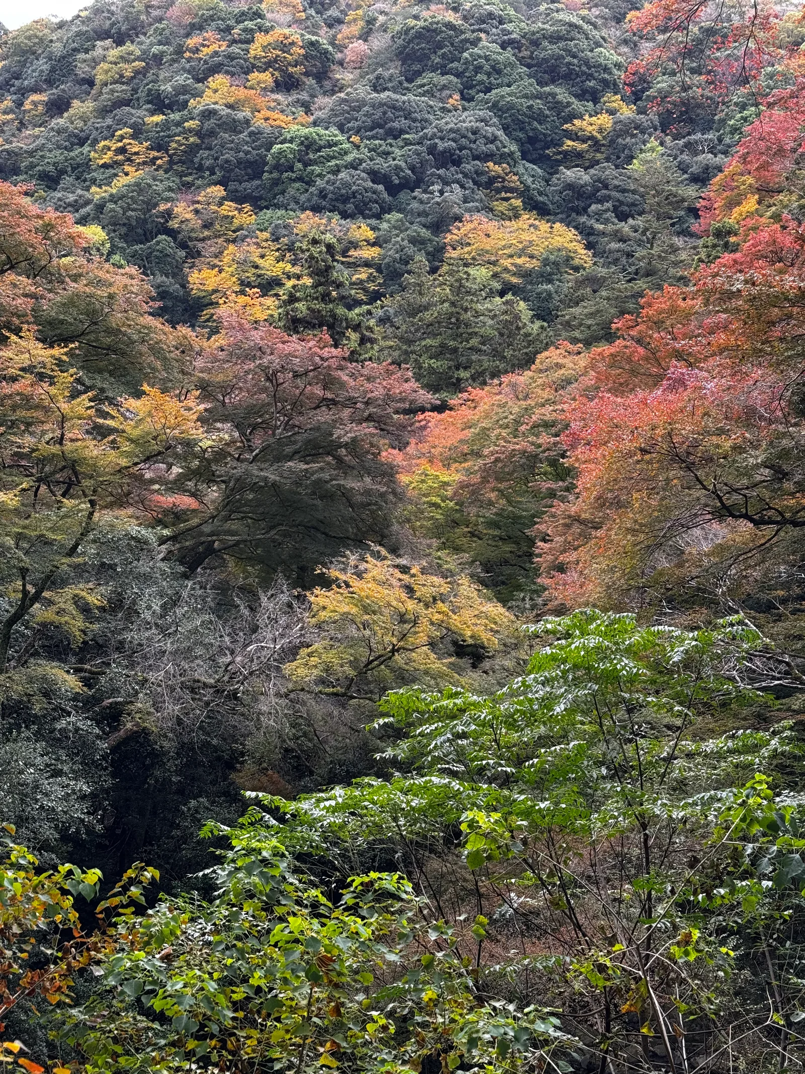 Minoh, Japan — 26 November 2024