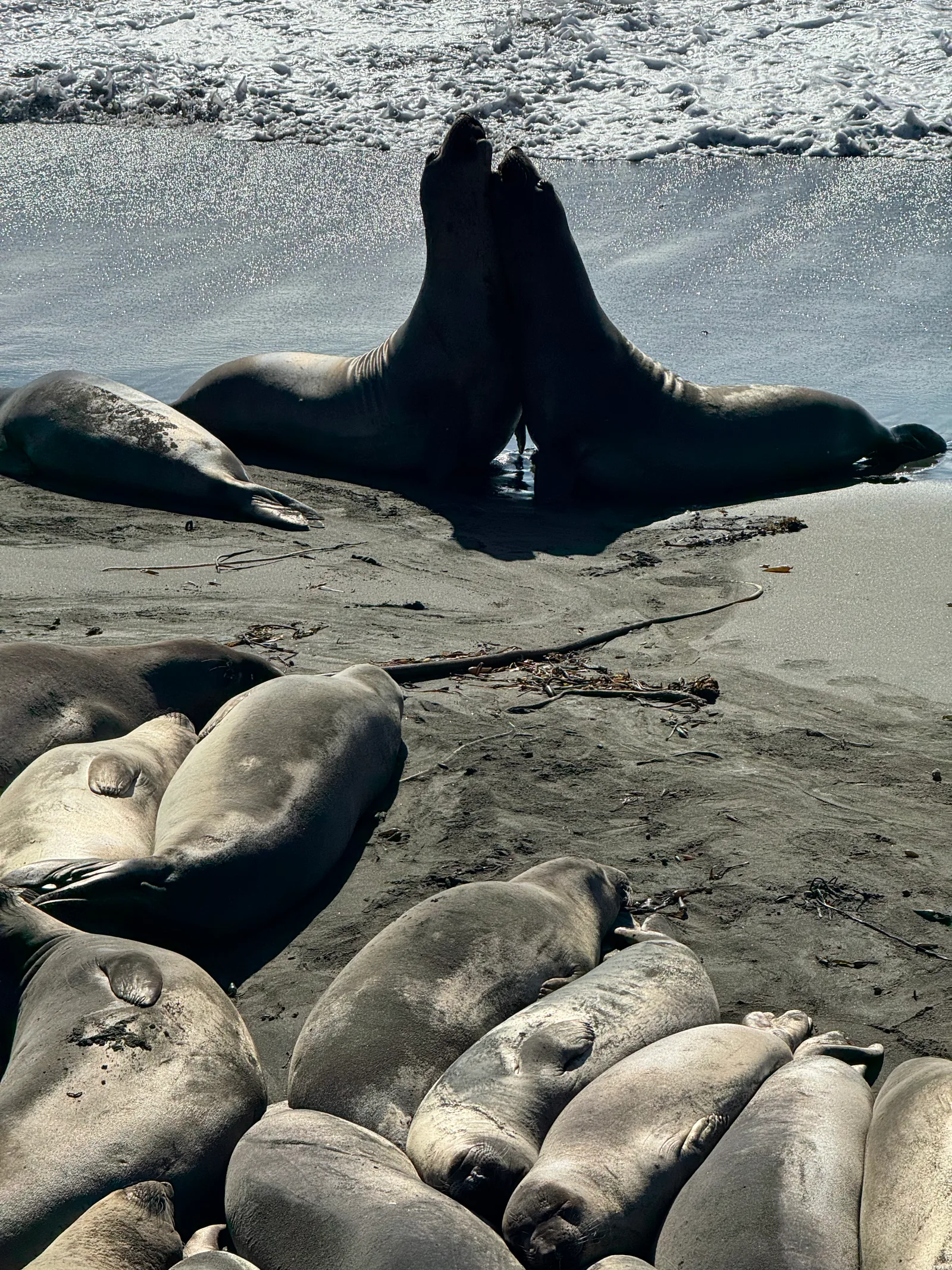 Cambria, United States — 26 October 2025