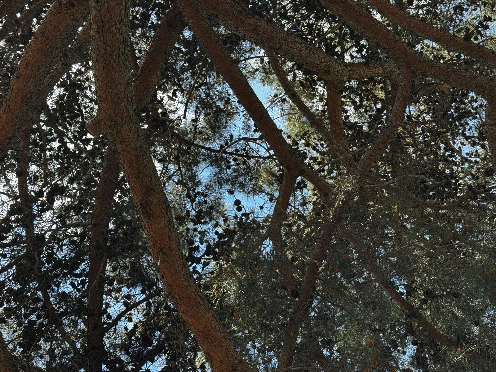 Tróodos, Cyprus — 29 April 2025