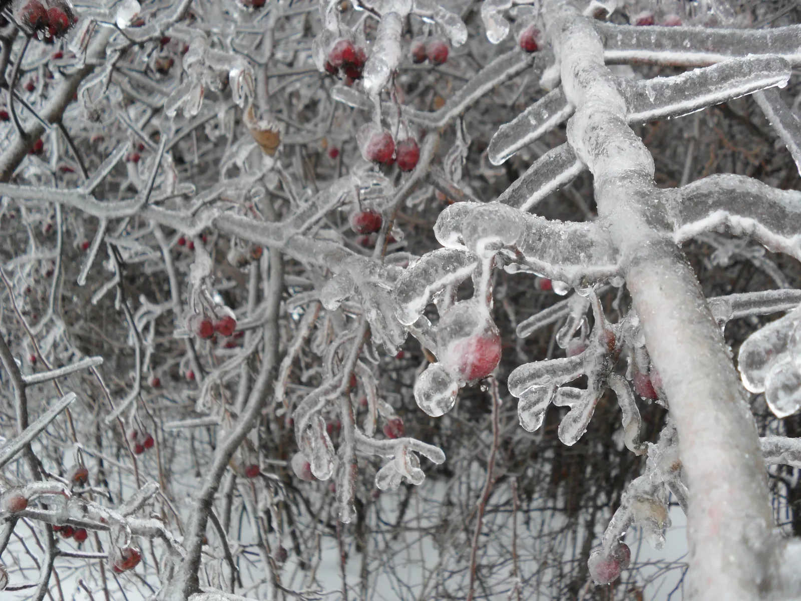 Photo from 26 December 2010