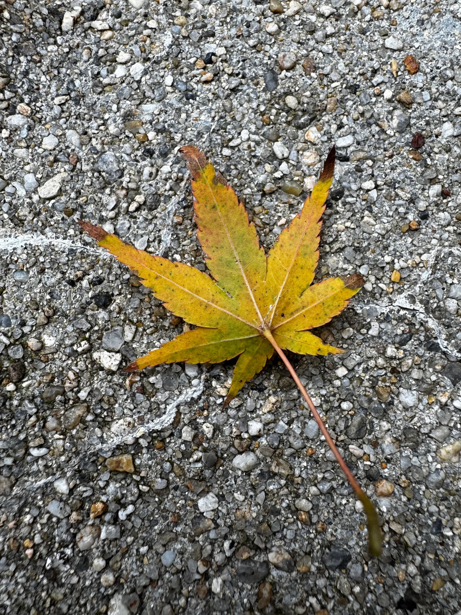 Minoh, Japan — 26 November 2024