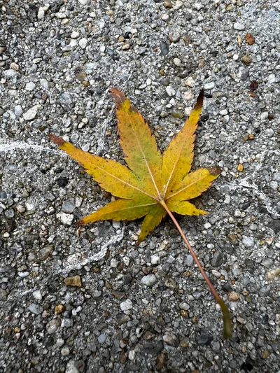 Minoh, Japan — 26 November 2024