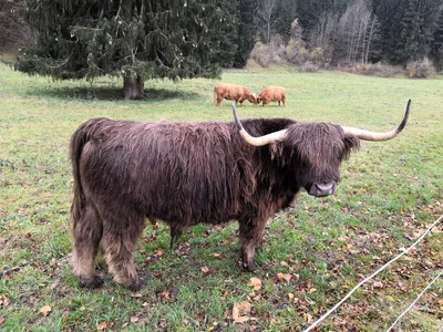 Schwangau, Germany — 8 November 2018