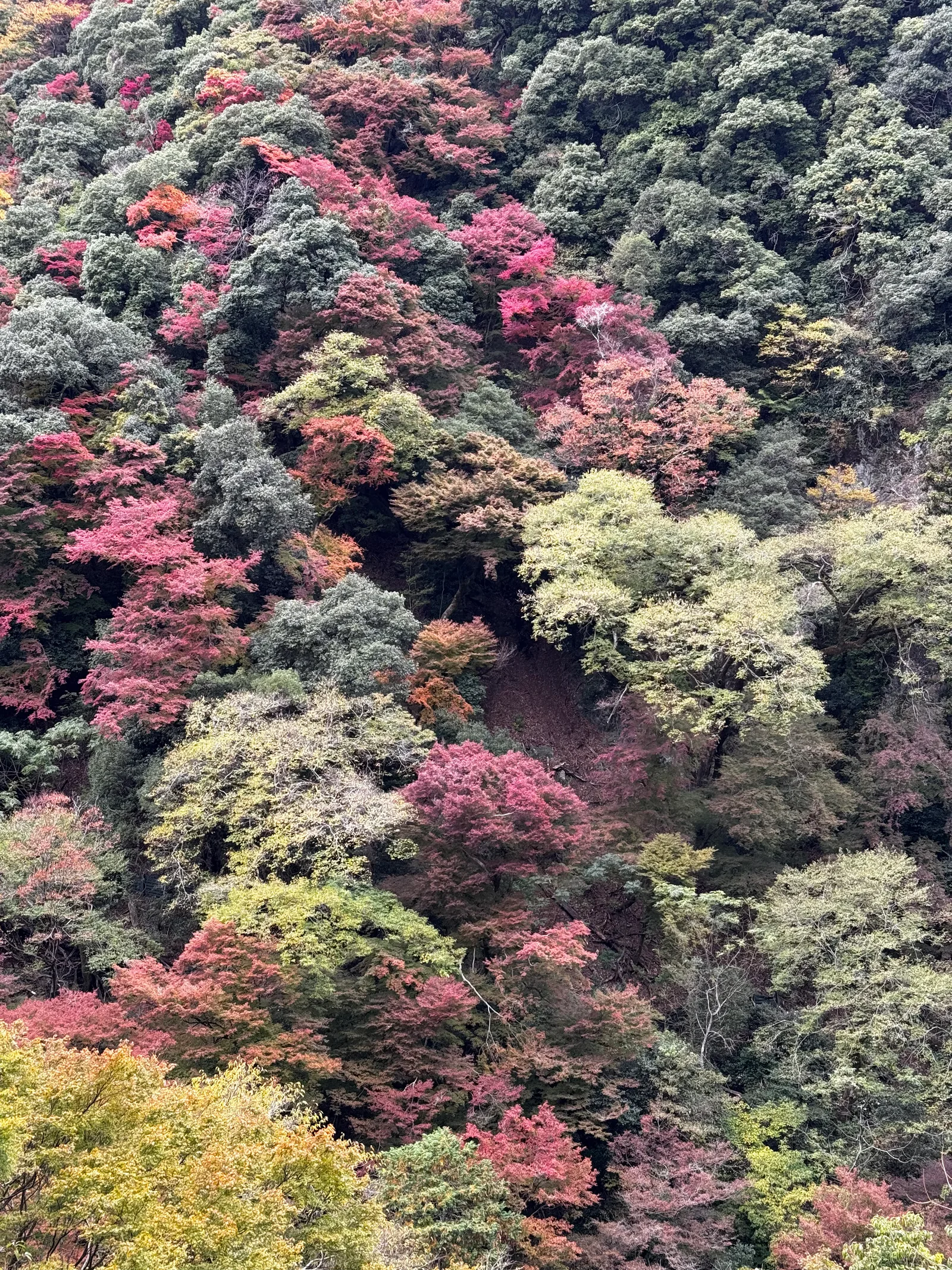 Minoh, Japan — 26 November 2024