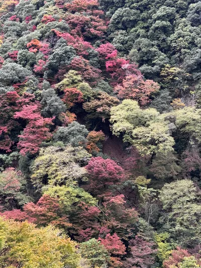 Minoh, Japan — 26 November 2024